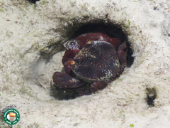 Eriphia smithii