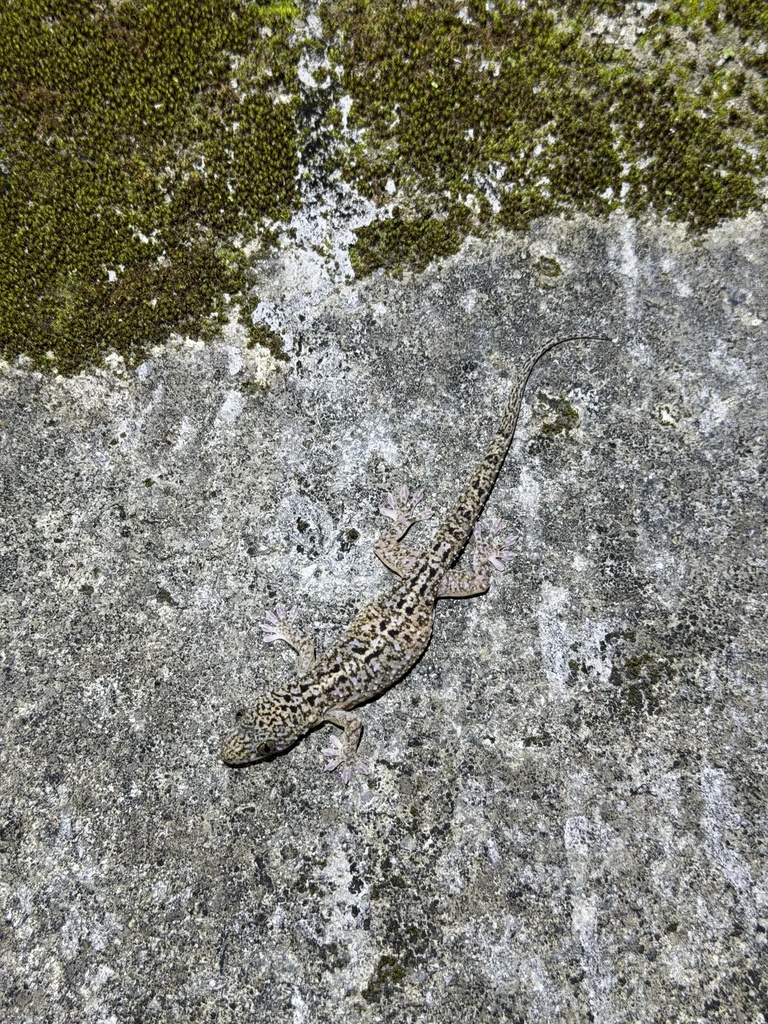 Botel Gecko from 蘭嶼, 蘭嶼鄉, 臺東縣, TW on March 29, 2026 at 09:01 PM by ...