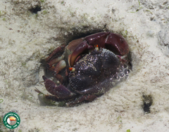Eriphia smithii