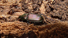 Poecilus chalcites