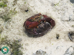 Eriphia smithii