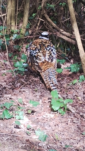 Reeves's Pheasant