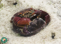 Eriphia smithii