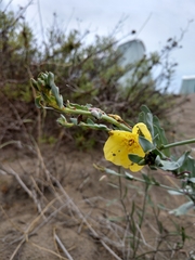 Eulobus crassifolius