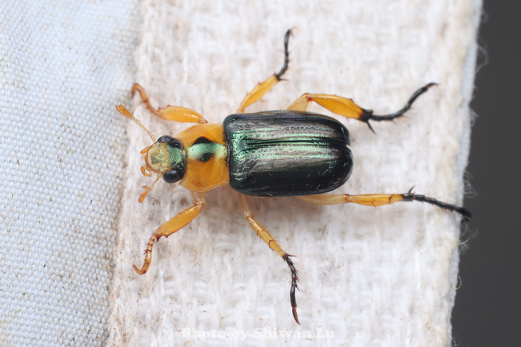 Adoretosoma from 中国广东省韶关市乳源瑶族自治县 on March 29, 2026 at 08:19 PM by ...
