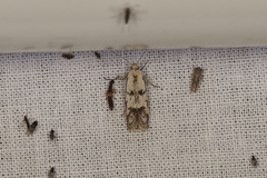 Oecophorinae
