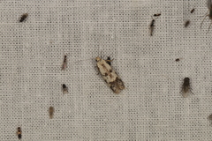 Oecophorinae