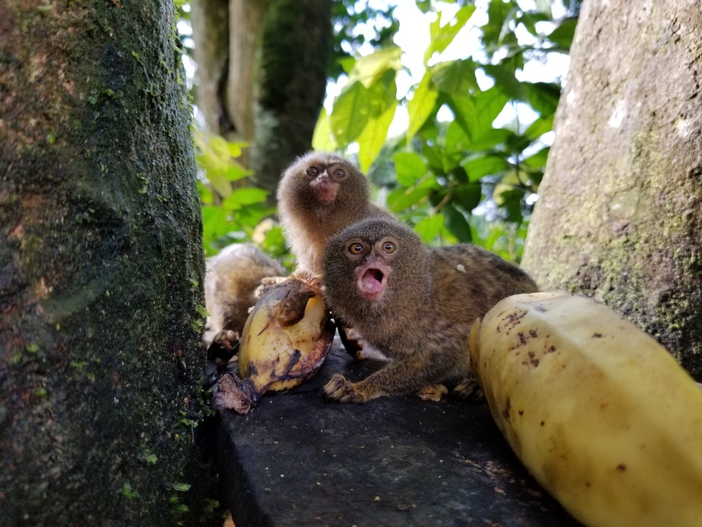 Cebuella pygmaea – Wikipédia, a enciclopédia livre