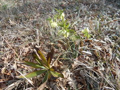 Helleborus viridis viridis