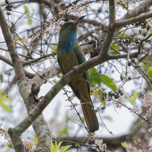 Blue-bearded Bee-eater (Nyctyornis athertoni), photo 5