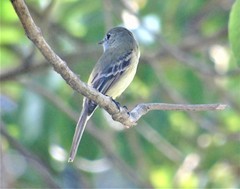 Empidonax albigularis