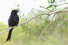 Dicrurus adsimilis fugax