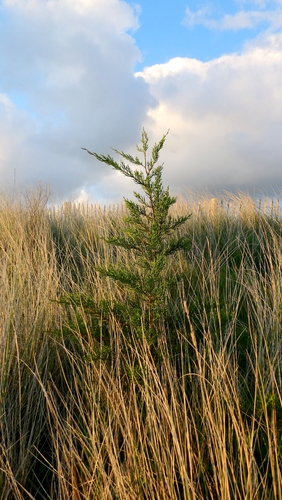 Monterey Cypress (Hesperocyparis macrocarpa)
