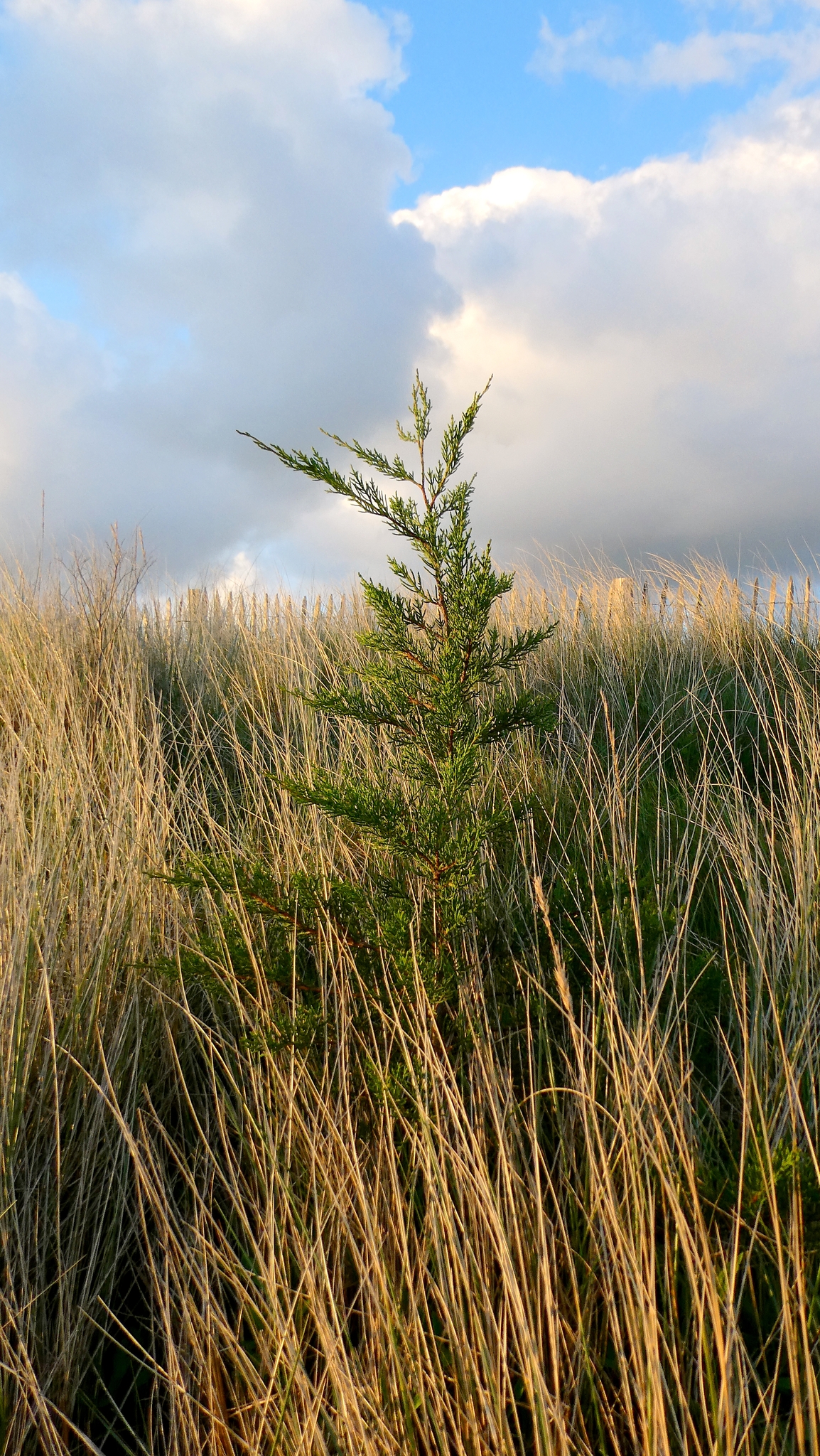 Monterey Cypress (Hesperocyparis macrocarpa)
