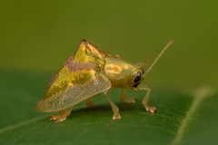 Coptocycla contemta