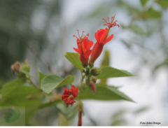 Helicteres pentandra