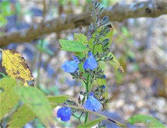 Salvia thyrsiflora