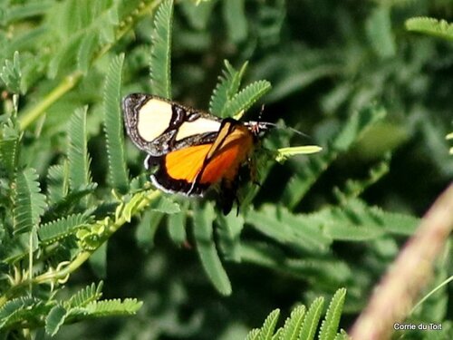 Trimen's False Tiger