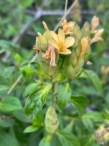Orange Crossandra (Barleria crossandriformis)