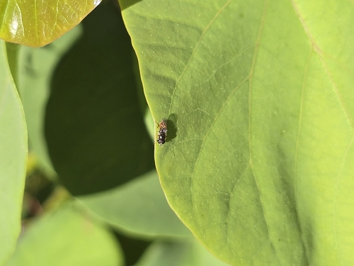 Unknown species found near Kiefer Blvd & Tallyho Dr (EB), Rosemont, CA 95826, USA
