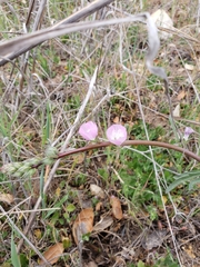 Sidalcea sparsifolia