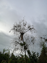 Cyperus giganteus