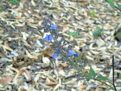 Salvia thyrsiflora
