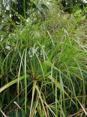 Cyperus giganteus