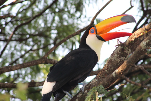 Toco Toucan