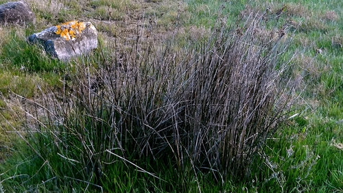 Sea Rush (Juncus maritimus)