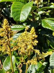 Rhus javanica