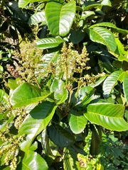 Rhus javanica