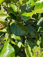 Rhus javanica