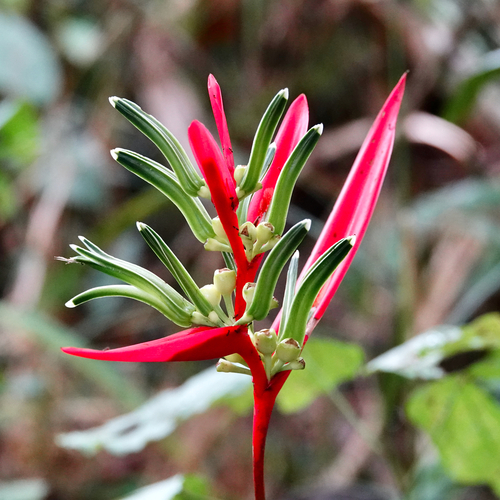 Heliconia acuminata in life