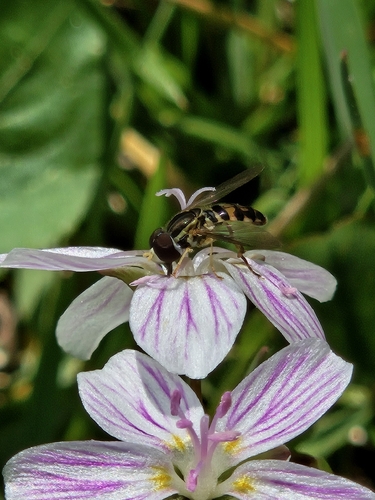 Unknown species found near Franklin, TN 37064, USA