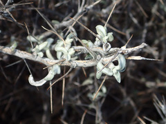 Tetradymia stenolepis