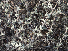 Tetradymia stenolepis