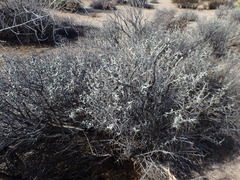 Tetradymia stenolepis