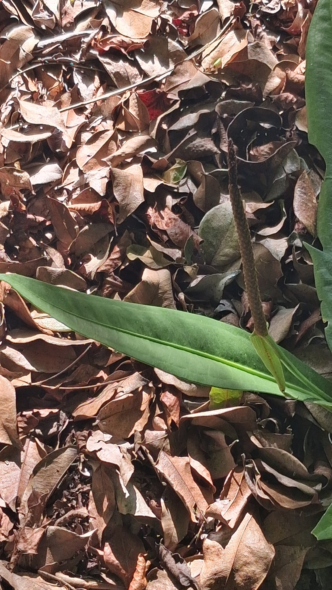Anthurium harrisii (Graham) G.Don