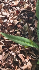author not stated, no rights reserved Anthurium harrisii, photograph author not stated, no rights reserved