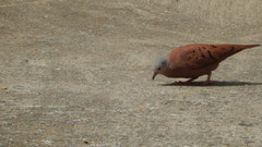 Columbina talpacoti