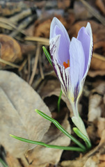 Crocus variegatus