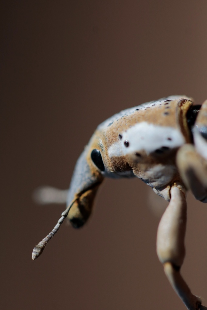 Cape Porcelain Weevil