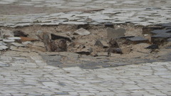 Passer domesticus