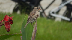 Passer domesticus