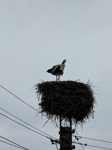 European White Stork