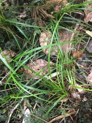 Carex uncinata