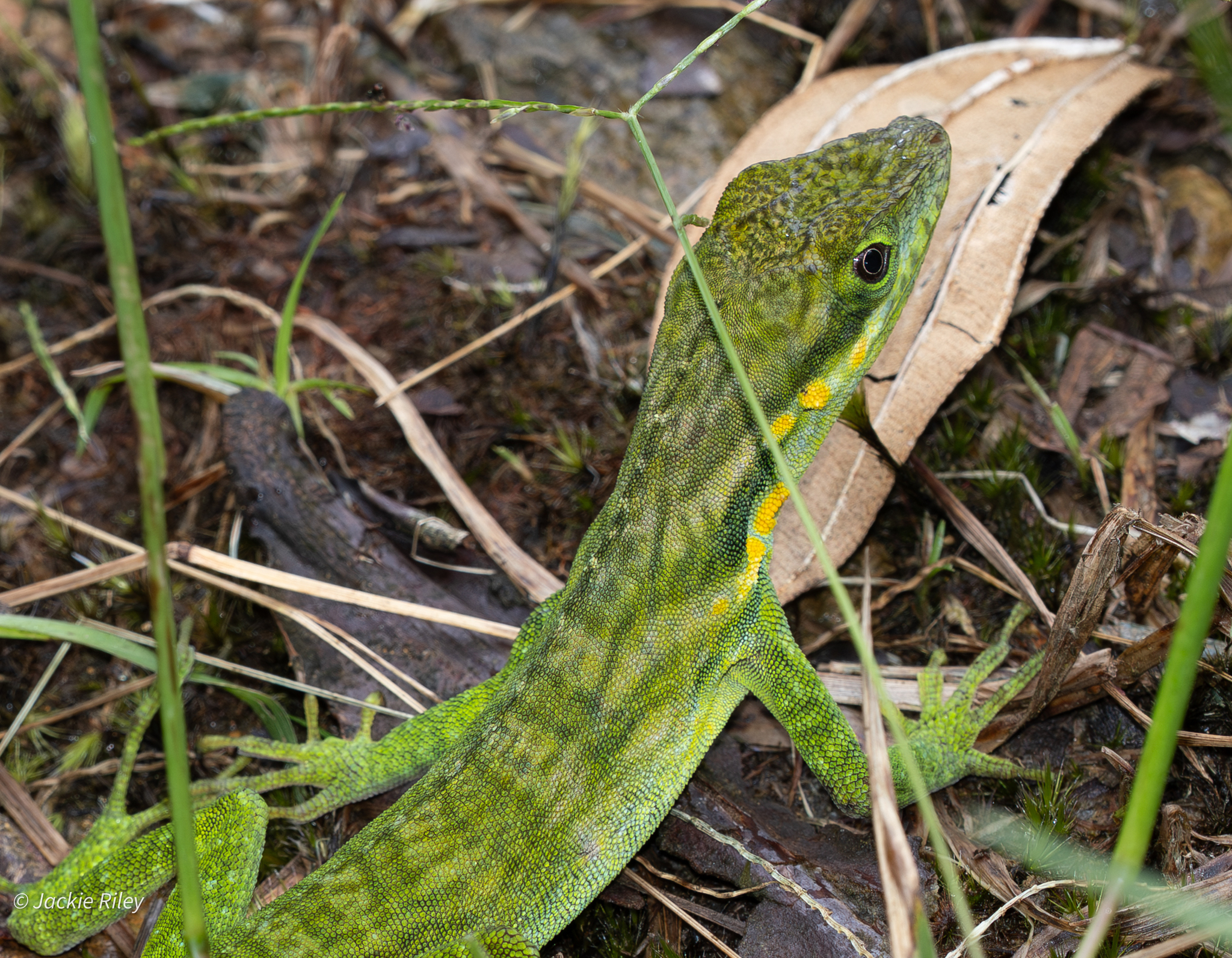 Urrao Anole photo 6