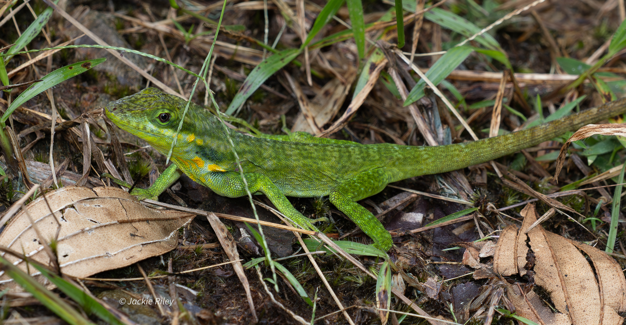 Urrao Anole photo 5