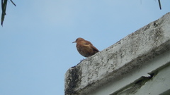 Furnarius rufus